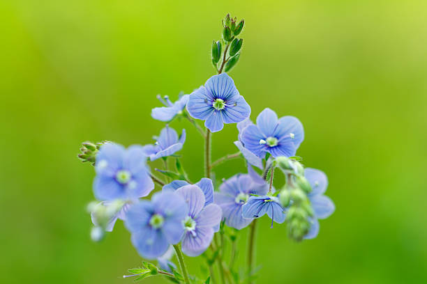 istock Flower germander speedwell or bird's-eye speedwell. (Veronica chamaedrys) 543071578