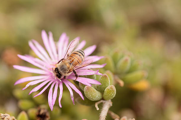 istock Honeybee Apis mellifera gathers nectar 543071940