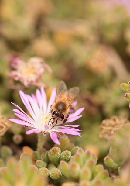 istock Honeybee Apis mellifera gathers nectar 543072354