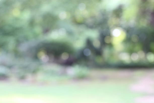 istock Blur park with bokeh light background, nature, garden 543072486