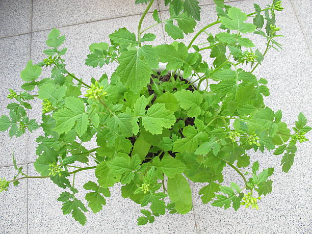 moutarde en pot de fleurs sur le balcon - küchenkräuter photos et images de collection