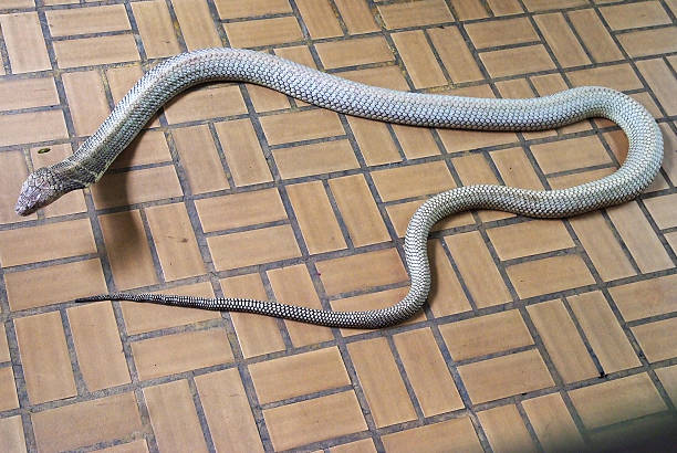 istock King cobra at the Snake Farm 543073726