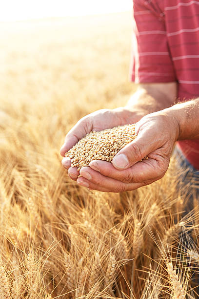 istock Senior farmer in a field examining grains of wheat. 543076032