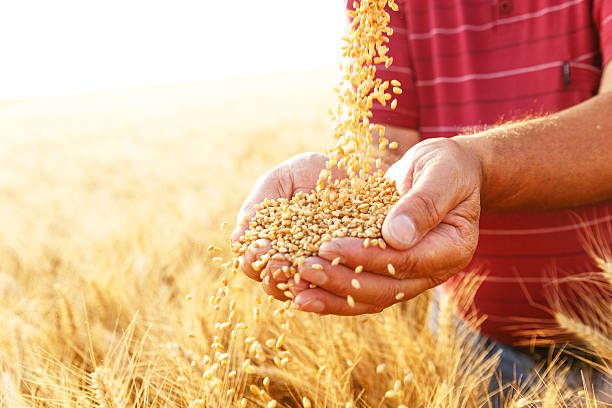 istock Senior farmer in a field examining grains of wheat. 543076122