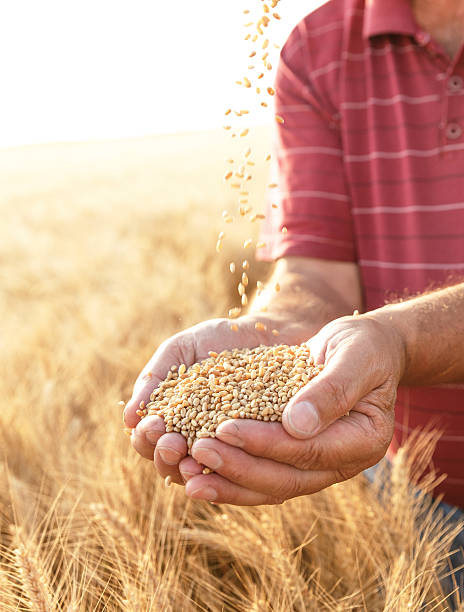 istock Senior farmer in a field examining grains of wheat. 543076192