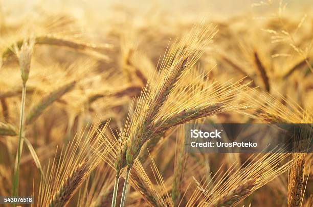 Close Up Photo Of Barley Field At Sunrise Stock Photo - Download Image Now - Agricultural Field, Agriculture, Barley