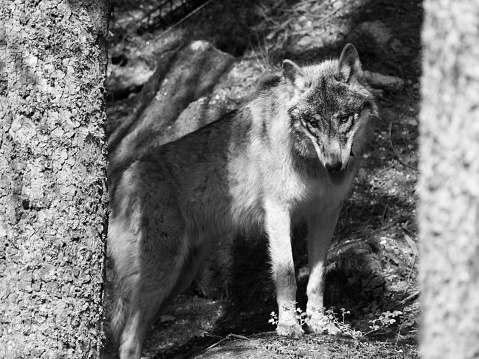 European wolf hidden behind tree in the forest . Black and white image.
