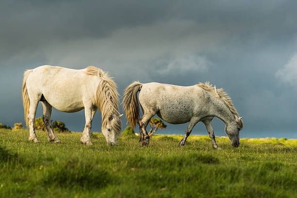 białe dzikie konie para - ponny zdjęcia i obrazy z banku zdjęć