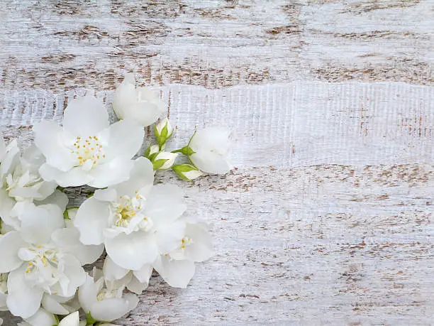 White sweet mock-orange flowers bouquet in the corner of the rustic background