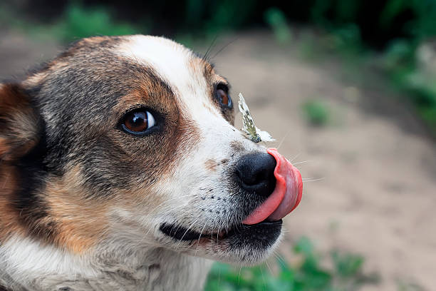 istock dog licks his nose, on which sits a butterfly 543080840