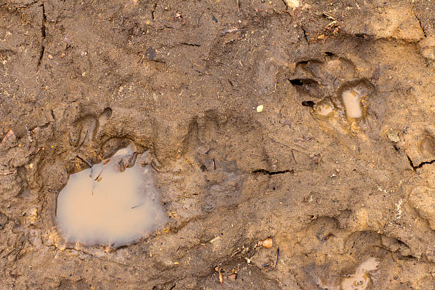 istock Next man and dog on clay 543081524