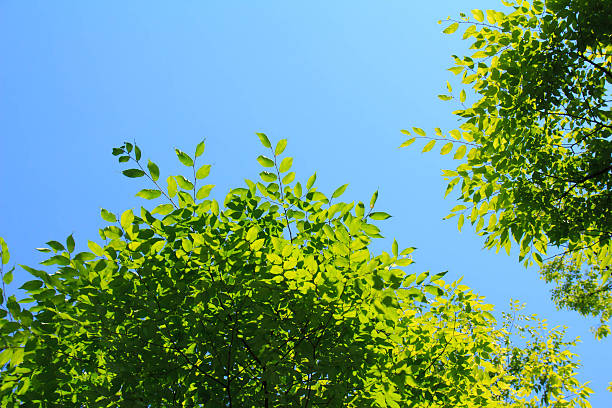 istock Leaves and sunshine and blue sky 543082460
