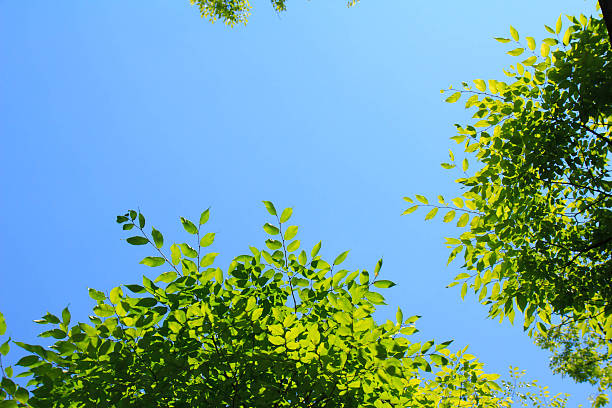 istock Leaves and sunshine and blue sky 543082488