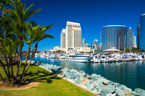 San Diego skyline with Marina in the background and a park with tropical like palm trees in the foreground.