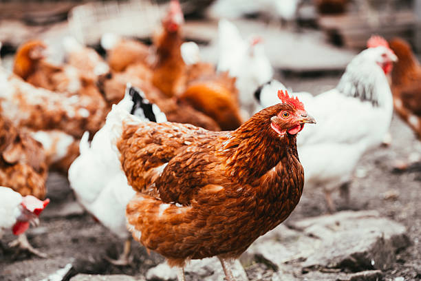 istock chicken and rooster walking around the yard 543083216