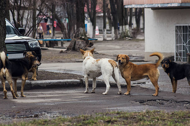 istock Stray dogs on street 543083798