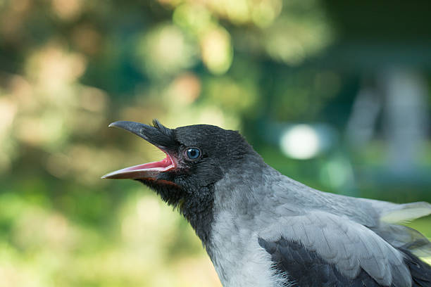 istock Portrait of a gray crow. 543084180