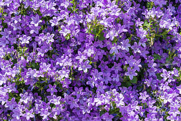 purple flowers phlox subulata from above