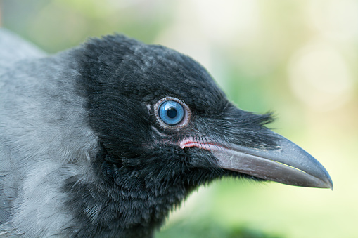 Portrait of a gray crow. Hooded Crow, Corvus cornix is a Eurasian bird species in the crow genus