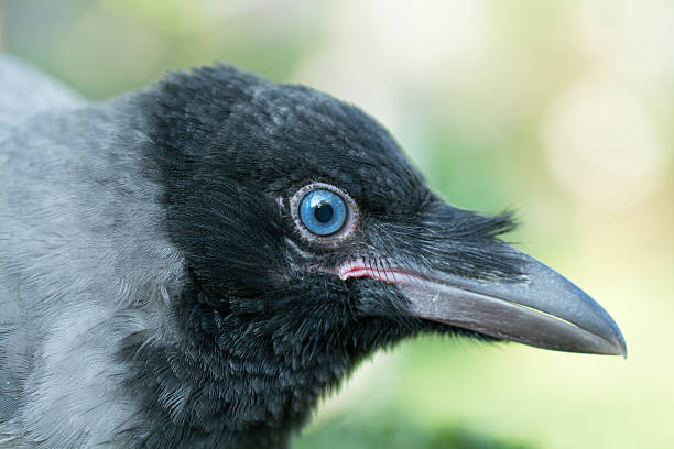 Portrait Of A Gray Crow Stock Photo - Download Image Now - Crow - Bird, Animal, Animal Body Part - iStock