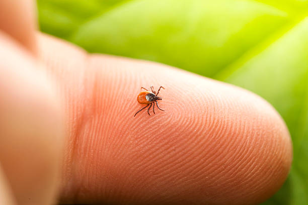 Tick on finger Ixodes ricinus, the castor bean tick, is a chiefly European species of hard-bodied tick. lyme disease photos stock pictures, royalty-free photos & images