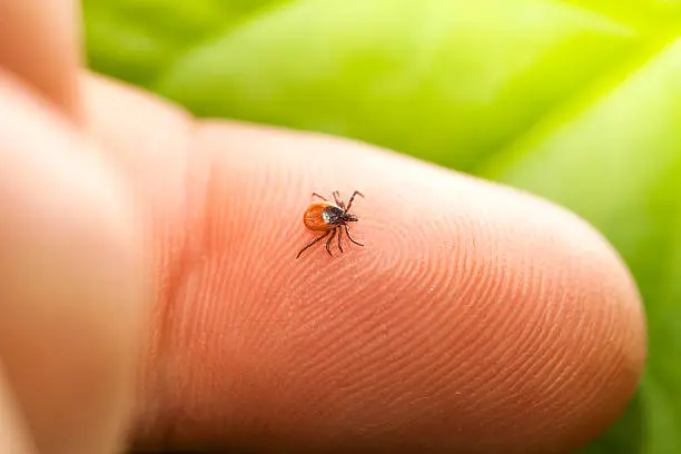 Photo of Tick on finger