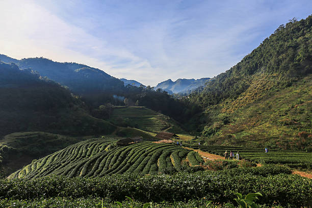 istock tea plantation landscape in the morning 543088142