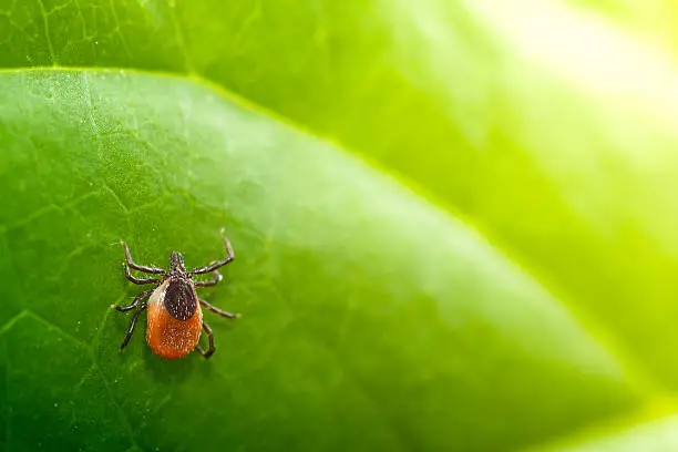 Photo of Tick (Ixodes Ricinus)