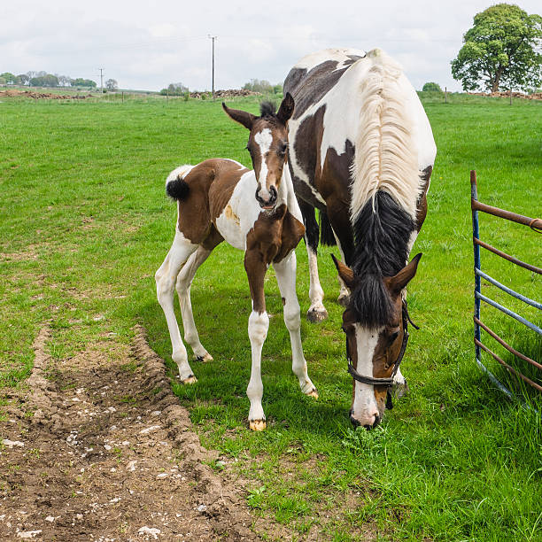 mare y potro - foal mare horse newborn animal fotografías e imágenes de stock