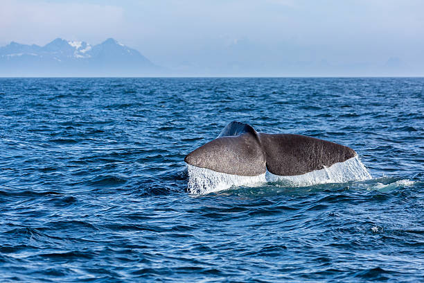istock The sperm whale tail in the ocean 543173724