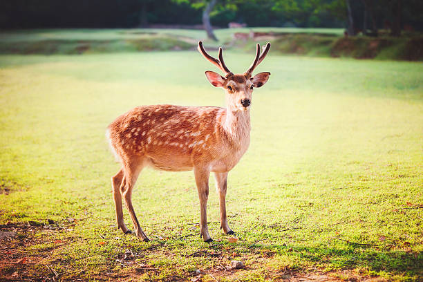 sacred sika deer at Nara park in the morning
