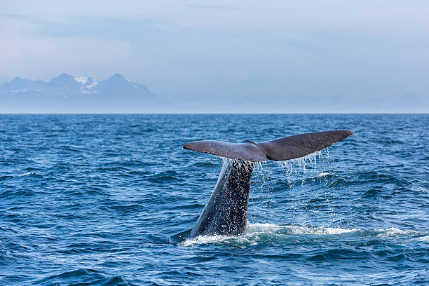 The sperm whale tail with water spray in the ocean, Norway