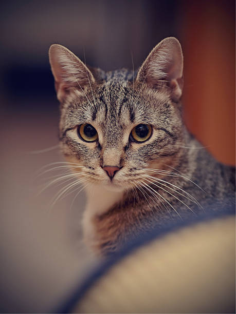 istock Portrait of a striped cat 543174824