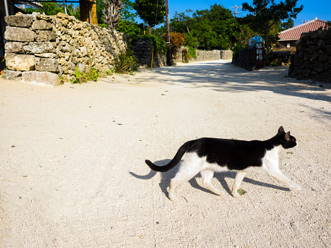 Were: Taketomi island in Okinawa