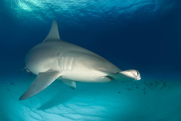 istock Hammerhead shark on the ocean floor 543175036
