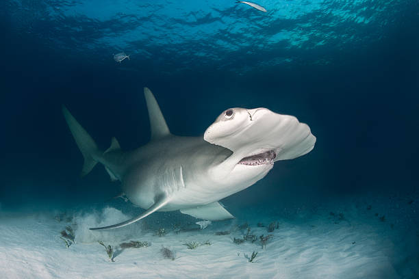 istock Hammerhead shark on the ocean floor 543175076