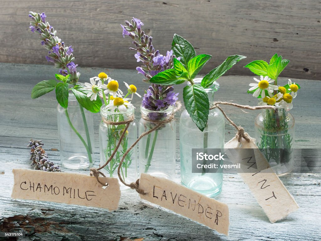 Healing herbs Chamomile, Mint, Houseleek and lavender Alternative Therapy Stock Photo