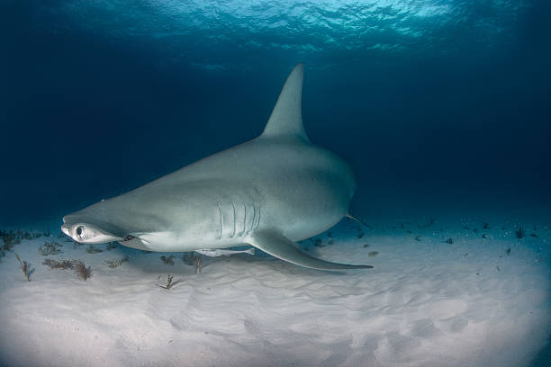 istock Hammerhead shark on the ocean floor 543175116