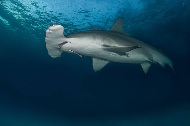 istock Hammerhead shark in the ocean 543175154
