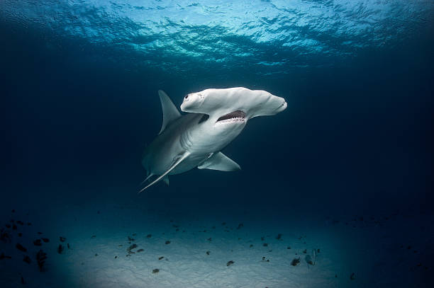 istock Hammerhead shark in the ocean 543175220