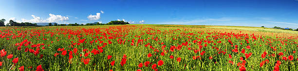 papoulas vermelhas em um campo - foto panorâmica - poppy field flower meadow - fotografias e filmes do acervo