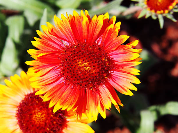 istock Gaillardia aristata - Common blanketflower 543175484