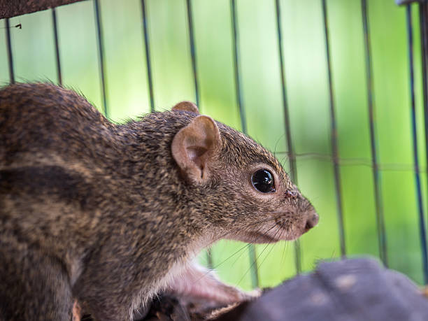 Squirrel in the cage need freedom