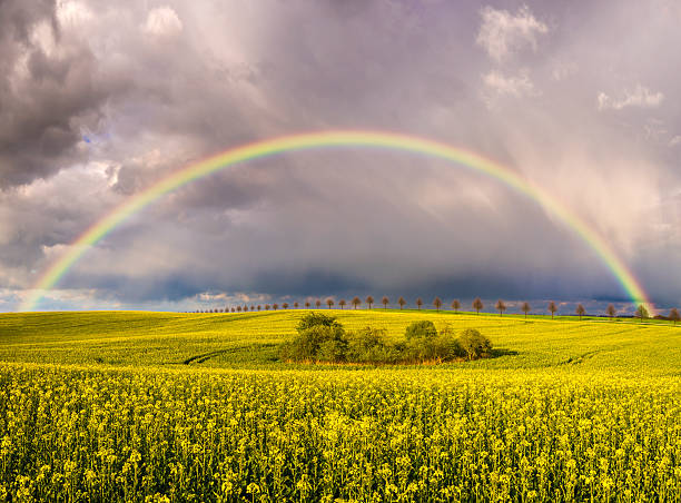 istock Rainbow over a field  after the evening rainstorm 543176464