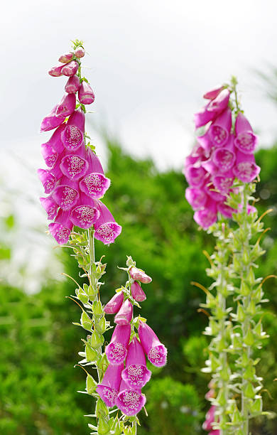 istock Flowers of purple foxglove 543176726