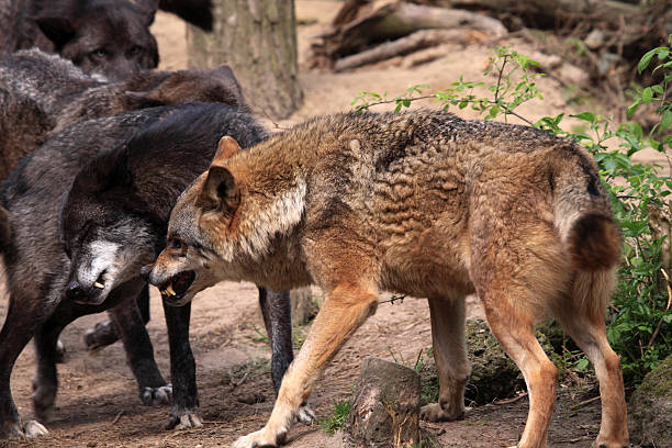 istock Wolves, it is clear who the leader is 543179076