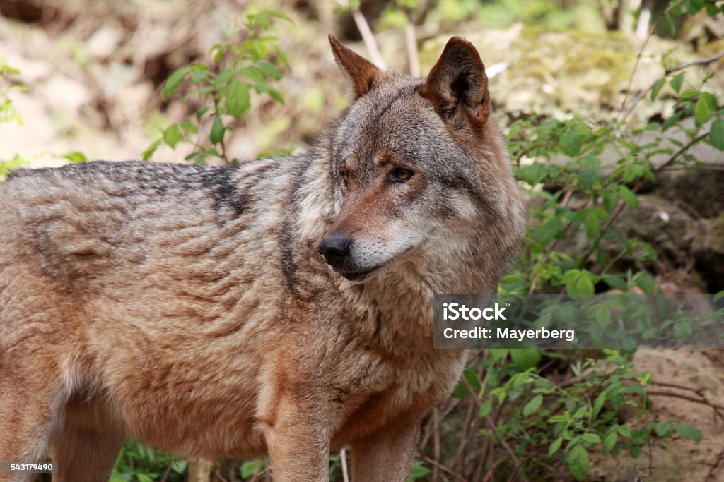 Wolves Like As Dogs In All Kinds Of Colors Stock Photo - Download Image Now  - Animal, Animal Wildlife, Animals Hunting - iStock