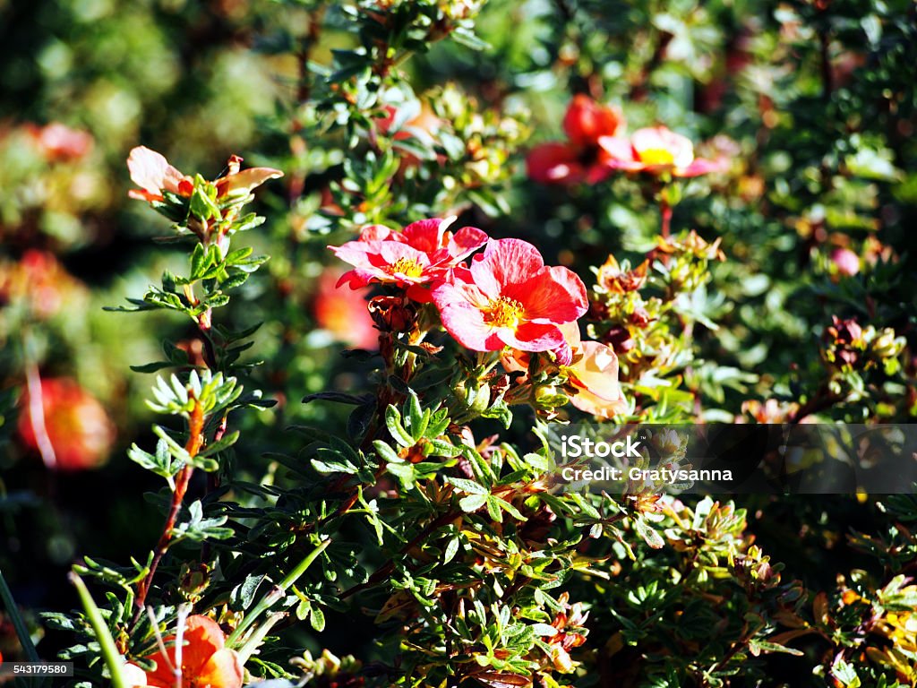 Potentilla fruticosa 'Red Ace' - Shrubby cinquefoil Red flowers - Potentilla fruticosa 'Red Ace' - Shrubby cinquefoil Botany Stock Photo