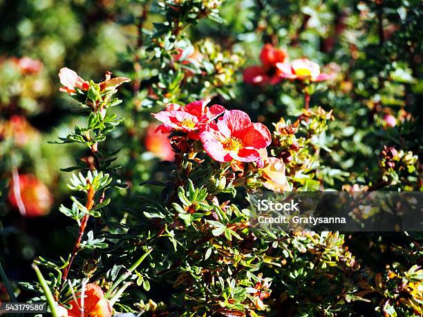 Potentilla Fruticosa Red Ace Shrubby Cinquefoil Stock Photo - Download Image Now