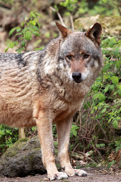 istock Wolves hear to the most intelligent animals 543179890